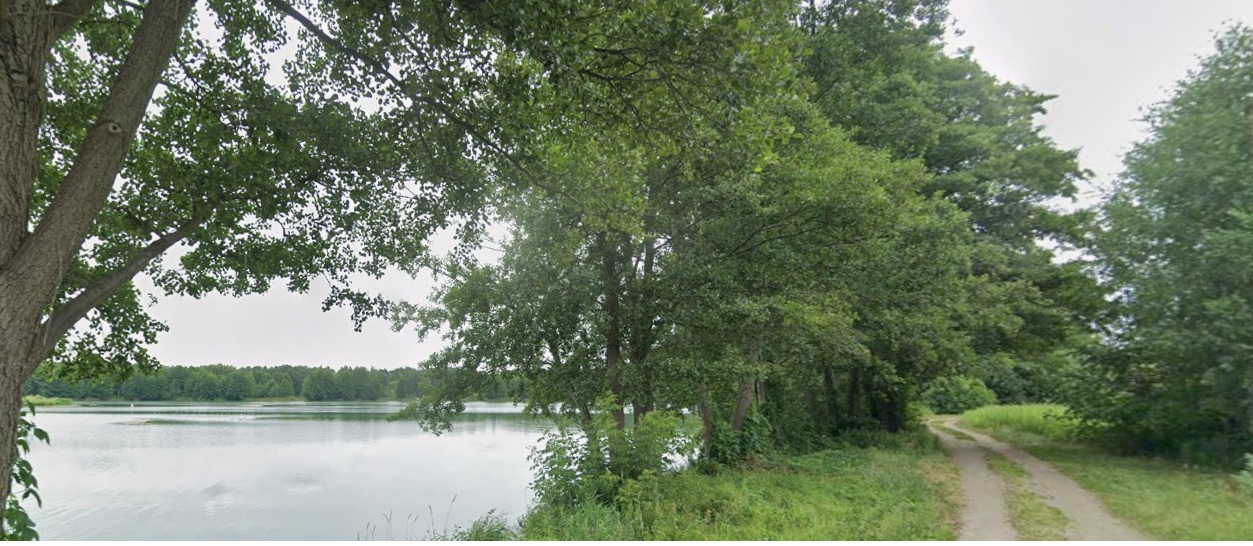 Dąb 1